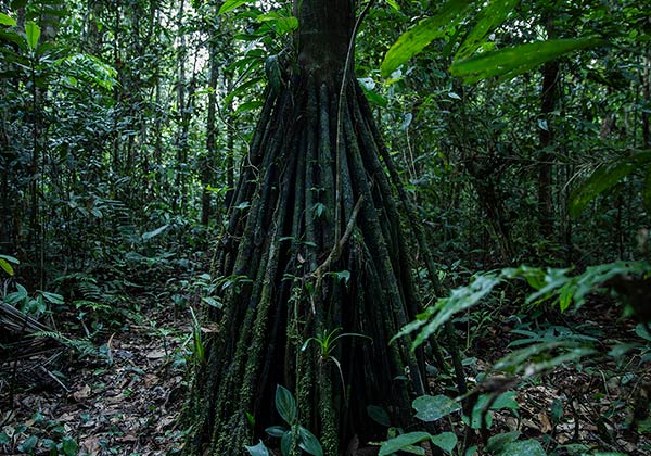 biodiversidad en el amazonas